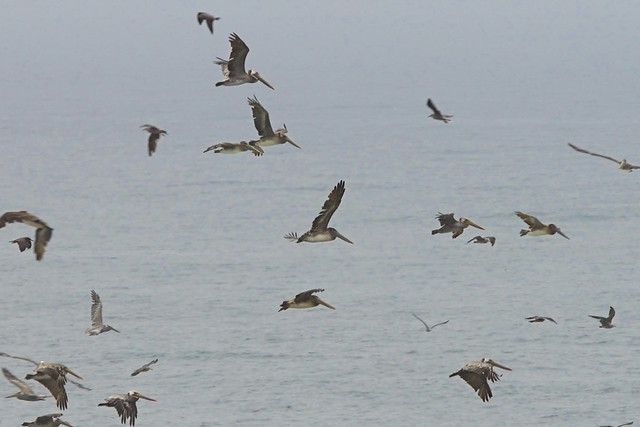 Pelicans in Flight Pescadero