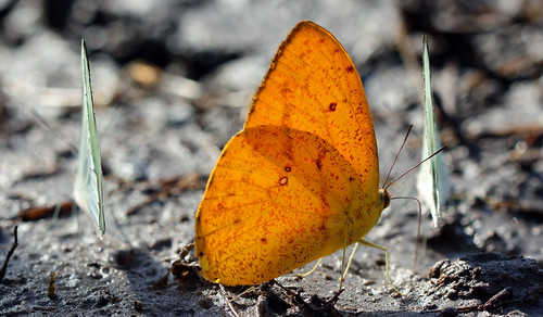 Unknown Butterfly | by Andy_A_Baker