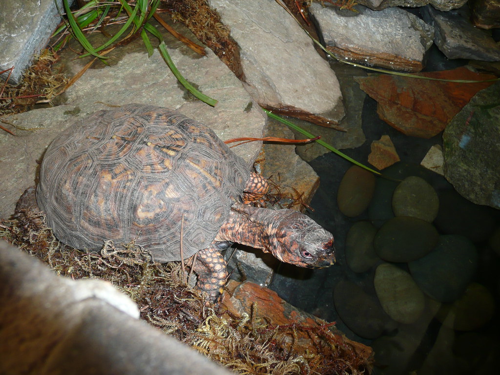 NC Aquarium at Roanoke Box turtle