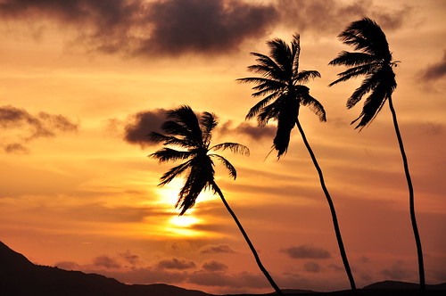 sunset tree silhouette sunrise palmtrees capeverde