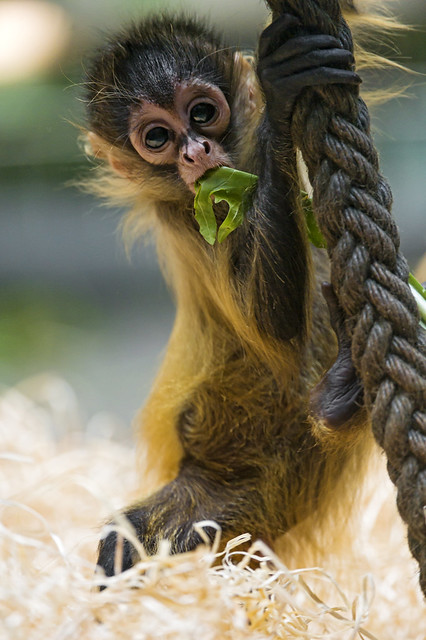 Baby spider monkey playing with the rope