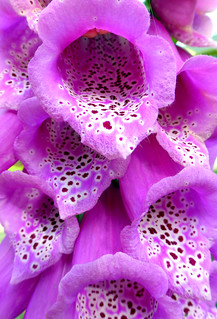 Hairy Purple Flowers | Digitalis. | Bruce Fingerhood | Flickr