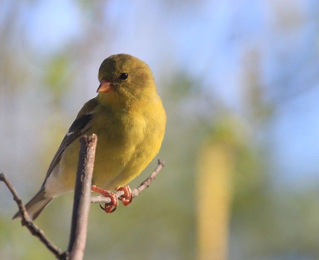 American Goldfinch on branch