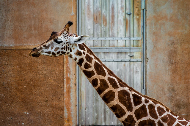 Girafe II