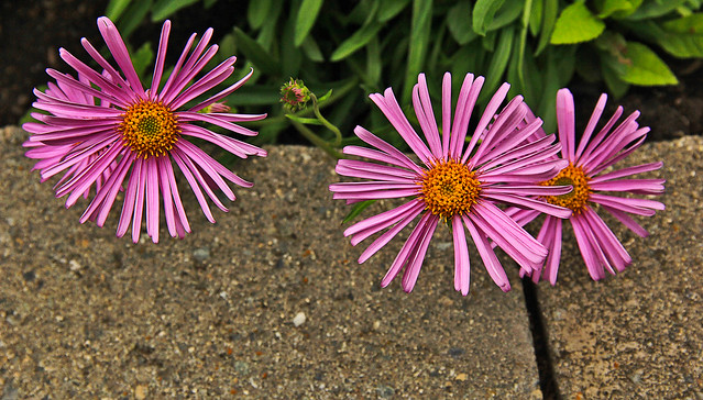 Pink Asters