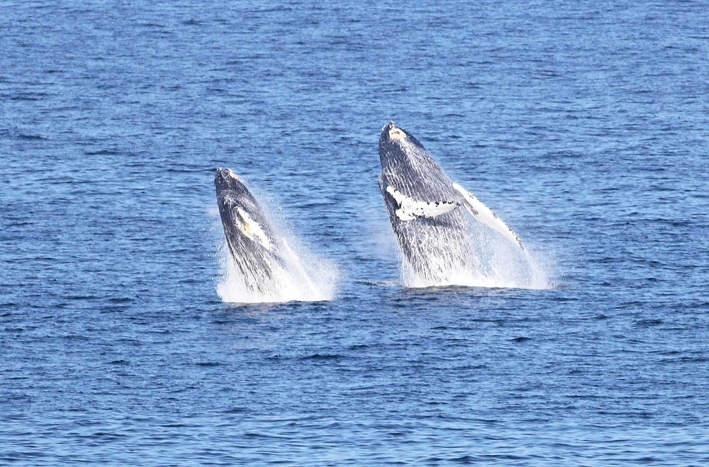 Humpback Whale double breach