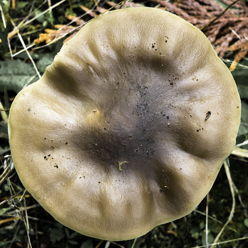 gabriola island bc fall autumn forest damp details mushrooms forestfloor bokeh toned adjusted lr67 a280444 closeup