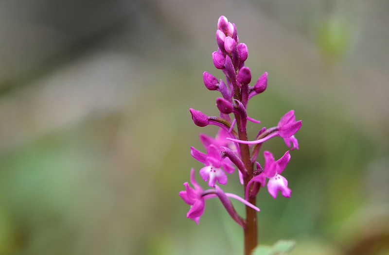 20160323-055F | Vierpunkt-Knabenkraut (Orchis quadripunctata). Zakynthos, 23.03.2016