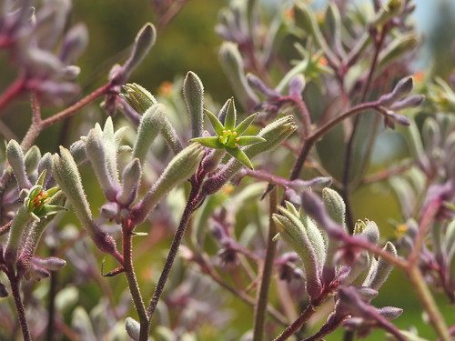 Australian Garden, Cranbourne December 2016 by Lesley A Butler, Anigozanthos "Landscape Lilac" at the Australian Garden, Cranbourne.victoria cranbourne au