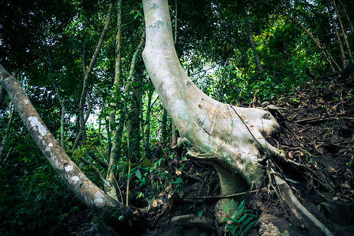 elephant tree wet leaves cloudy roots overcast ground vietnam trunk zoomorph zoomorphic lạt đà pongour lâmđồng đứctrọng