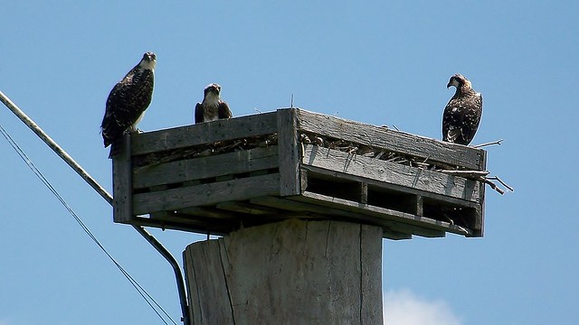 Ospreys, nest