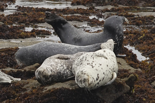 Harbor Seals Pescadero 2