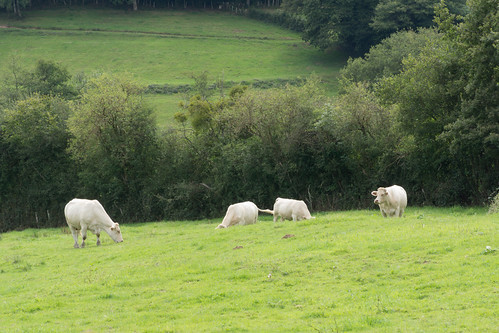 DSC04148 by job de hoop, verbeterde versie dag 5 morvanfrance burgundy cussyenmorvan