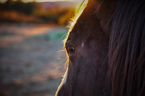 Topper's Eye by Jeff D. Muth, Topper, Quarter Horse.
©2014sunset horse eye sunrays quarterhorse