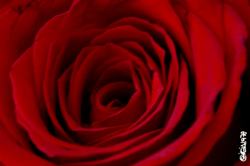 il cuore della rosa