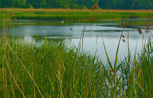 green nature water birds cane landscape swan pond flora poland polska natura zielony woda staw lightandshade ptaki trzcina łabędzie światłoicień krajobraz stawyprzeręb