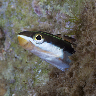 Blenny | Fangblenny in his hole. The fish hid in this home, … | Flickr
