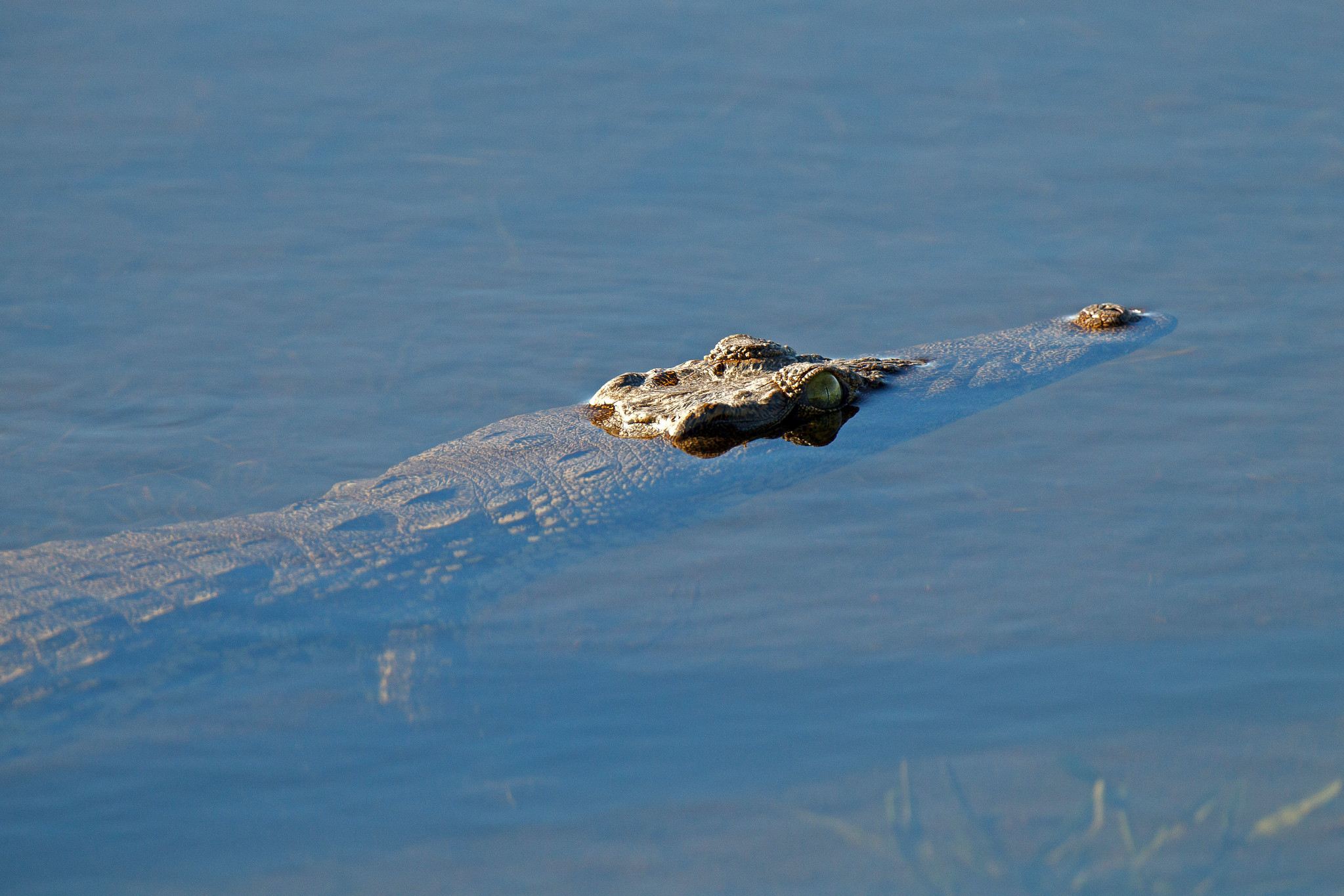 Nile Crocodile - Namibia