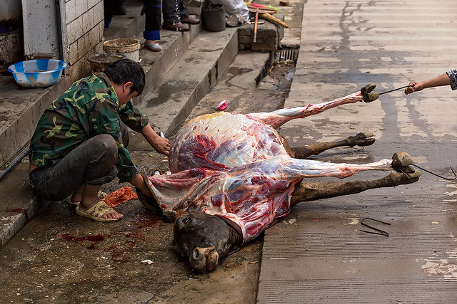 Killing  a cow in the streets  of Xinjie in China.
