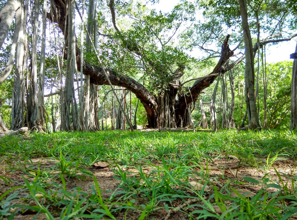 Theosophical society -Chennai, India. | The famous tree in t… | Flickr