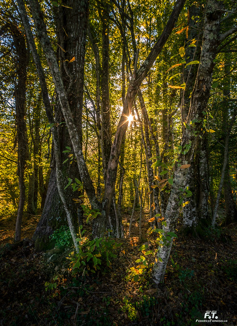 Nel bosco / Into the wood