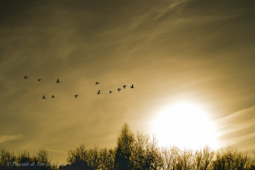 nature bird animal goose geese greygoose anser waterfowl sky clouds sun sunlight light sunrise cold tree shadow branches fall autumn frost arrow formation flight migration travel flying wings canon 6d 100mm macro lens photography silhouette morning peaceful calm quiet lake snow winter walk ice outdoor outdoors dawn contrast