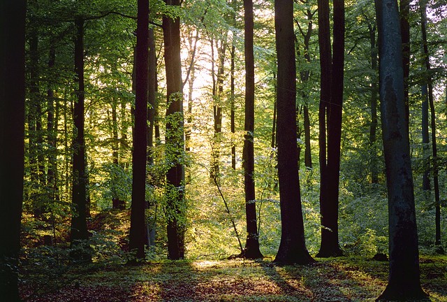 Sunlight penetrates ancient beech forest, near Templin, eastern Germany