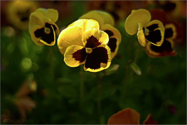 Pansies As Evening Approaches