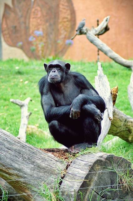 2009-01-04cg Chimpanzee Showoff