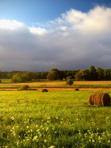 morning field grass day cloudy meadow hay bale queenanneslace projectweathersubmission