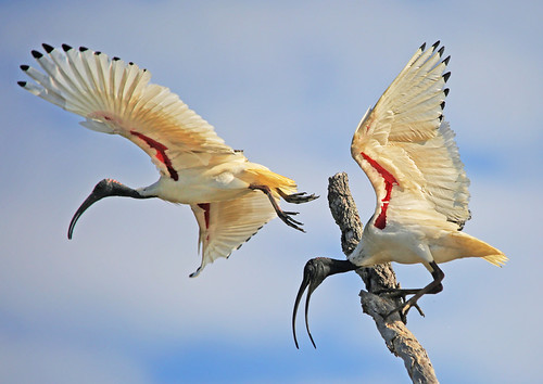 pair ibis th 21  aug | by dianecutting44