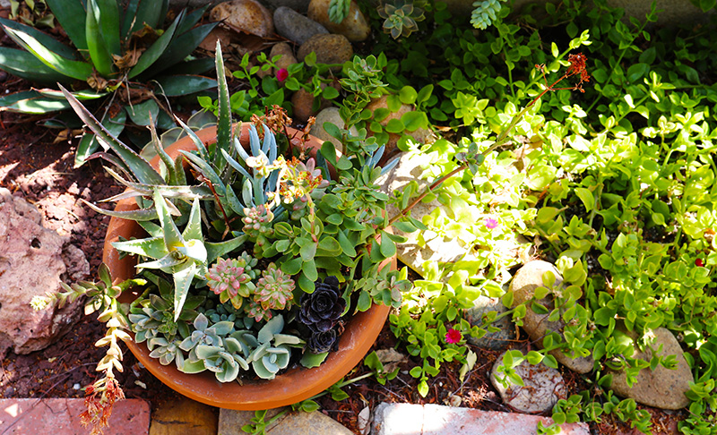 succulents in a pot in a garden