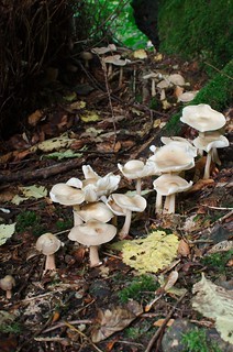 row of fungi