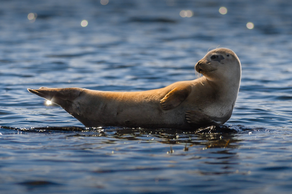 Seal Pup Sunbathing