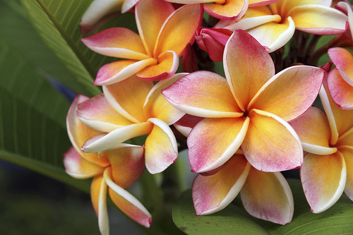 plumera-flower-hawaii