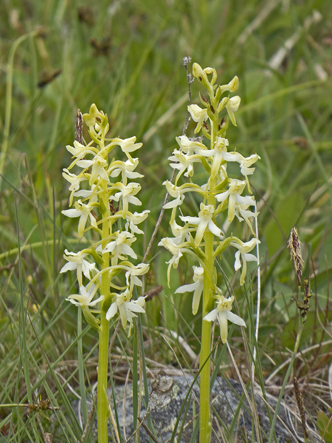 Lesser Butterfly-orchid