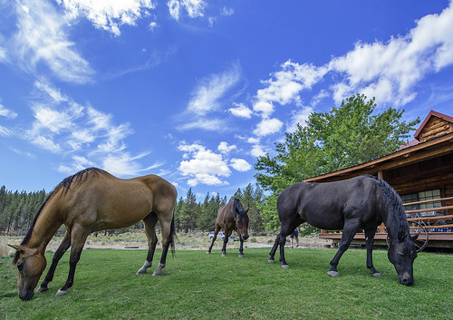 beatty ranch horses nikon d600 nikkor 1424mm f28g lens oregon pasture cloudporn clouds blue sky al case