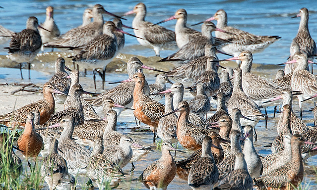 south from siberia - bar-tailed godwits