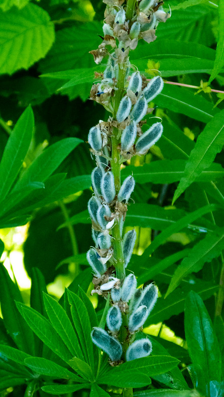 Lupin seed pods