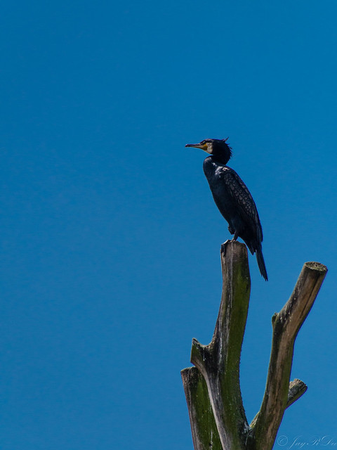The guardian cormorant