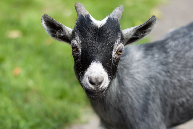 Farm Fun w/ Bonus Goat