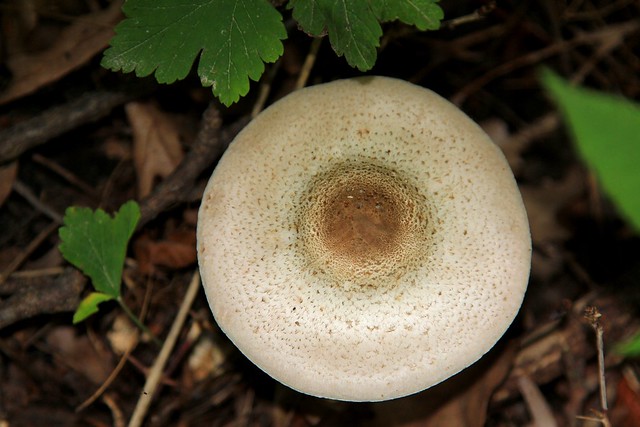 flat-topped agaricus (Agaricus placomyces) IMG_1719