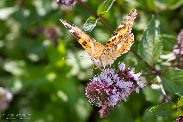 Painted Lady on Peppermint