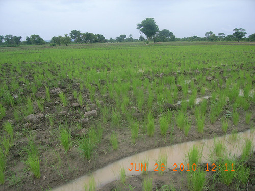 rice nigeria fields oryzasativa