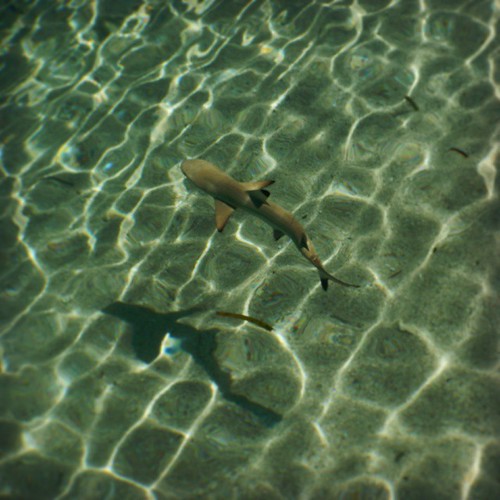 Selamat pagi Indonesia... salam dari Itong pulau Kanawa.     #savesharks #sharkweek #sharks #kanawa #pulaukanawa #flores #NusaTenggaraTimur #EastNusaTenggara #tapaleuk  #tapaleukukurkaki | by sang nona