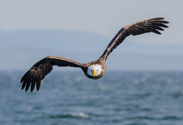 Cape Breton Eagle