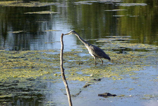 Heron with stick