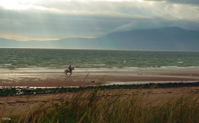 horse and rider on beach 01