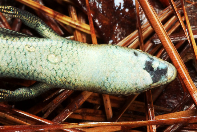 Southern Coal Skink, Juvenile