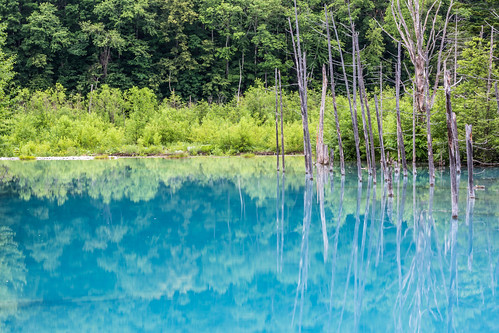 reflection tree water japan canon landscape pond hokkaido 100mm 北海道 日本 biei 風景 美瑛 倒影 青池 bluepond 白金温泉 canoneos5dmarkiii 5dmarkiii 青い池